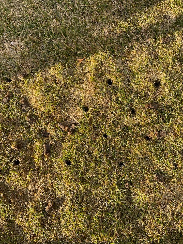 Aerifizierte Rasenfläche mit ausgestanzten Löchern